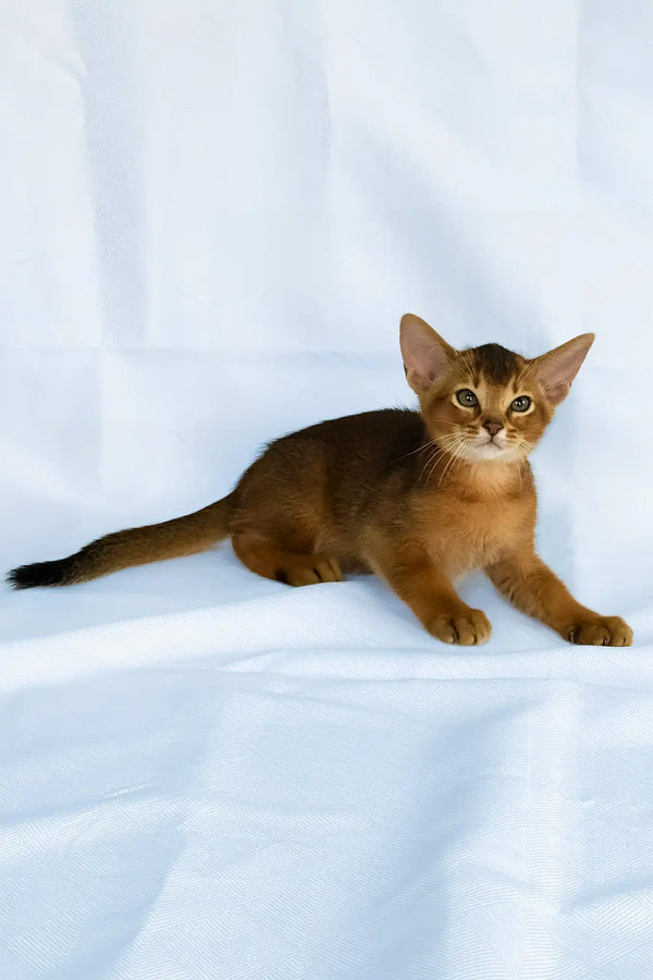 Darsik | abyssinian kitten