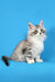 Fluffy gray and white Maine Coon kitten with big eyes sitting upright