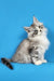 Fluffy gray and white Maine Coon kitten with perked ears and an alert expression