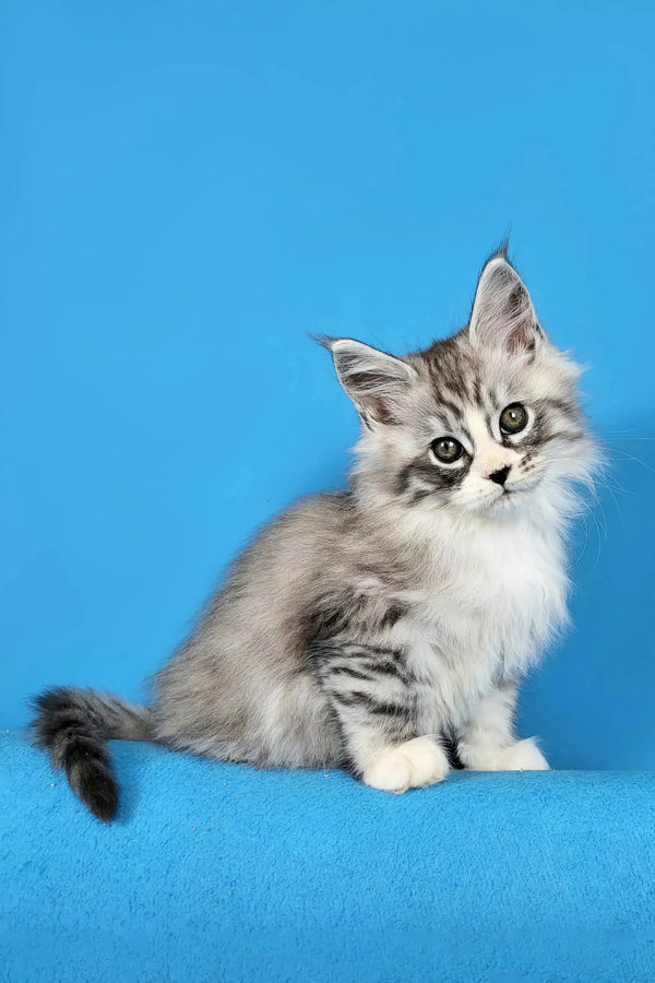 Fluffy gray and white Maine Coon kitten with alert eyes and perked ears