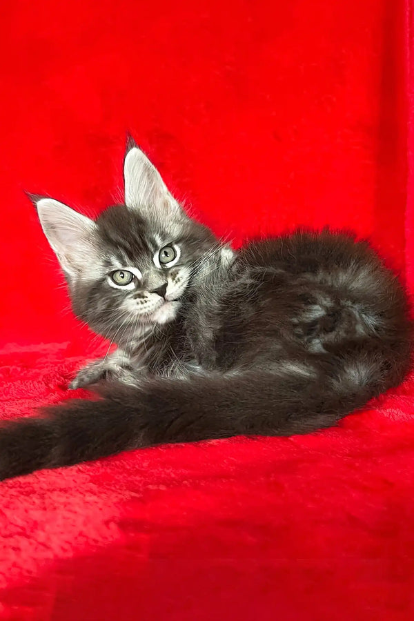 Adorable Gray Maine Coon kitten named Darwin looking playful and fluffy