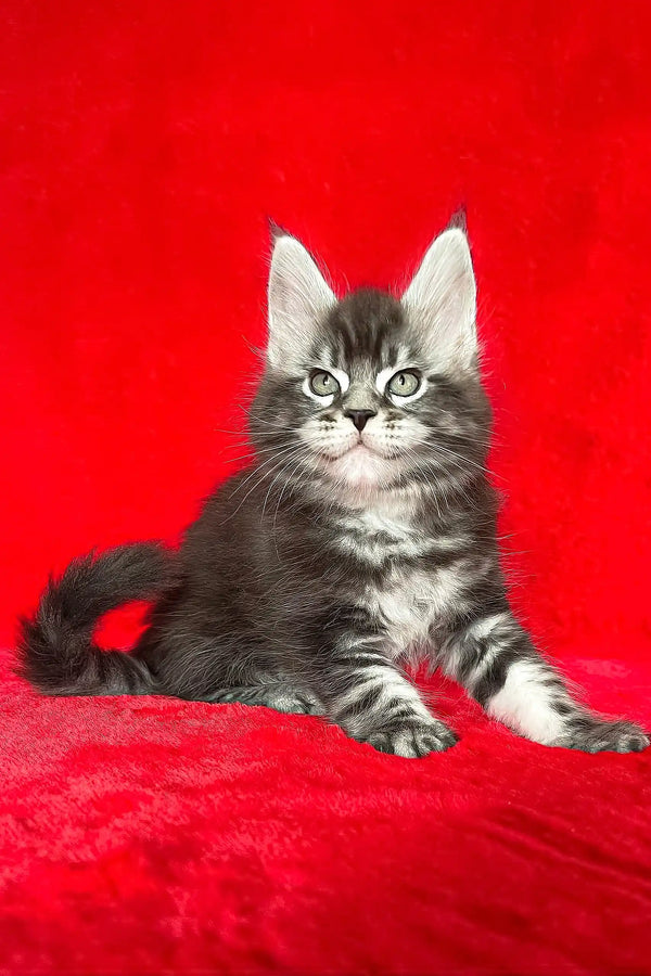Cute Gray Tabby Kitten featured in Darwin Maine Coon Kitten product collection
