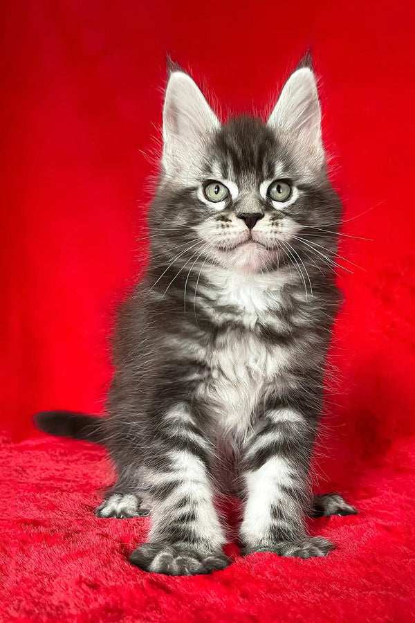 Gray tabby Maine Coon kitten named Darwin looking adorable and playful