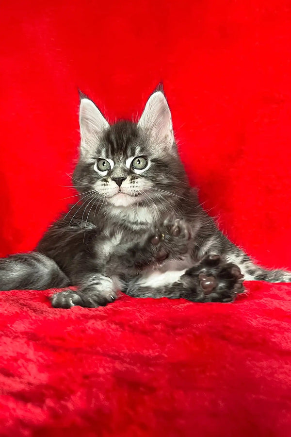 Gray tabby kitten with ear tufts, perfect for the Darwin Maine Coon Kitten product