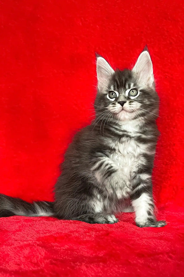 Cute Gray Tabby Kitten featured in Darwin Maine Coon Kitten product lineup