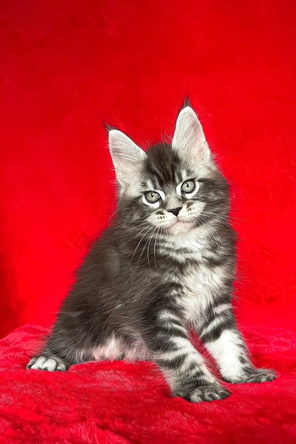 Gray tabby kitten in the Darwin Maine Coon Kitten product display