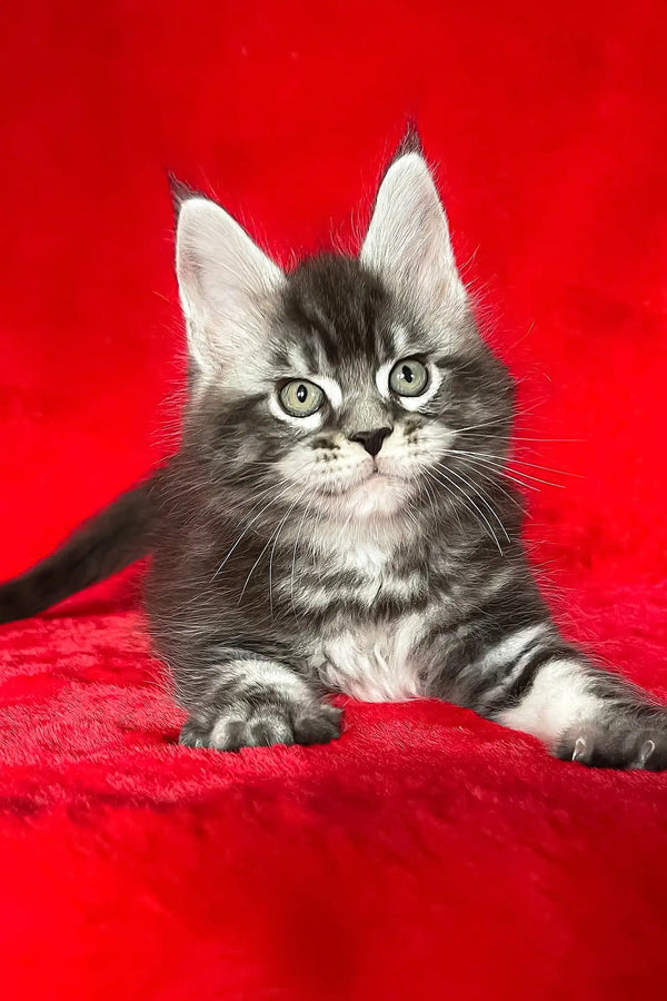 Cute gray tabby kitten named Darwin, perfect for any Maine Coon lover