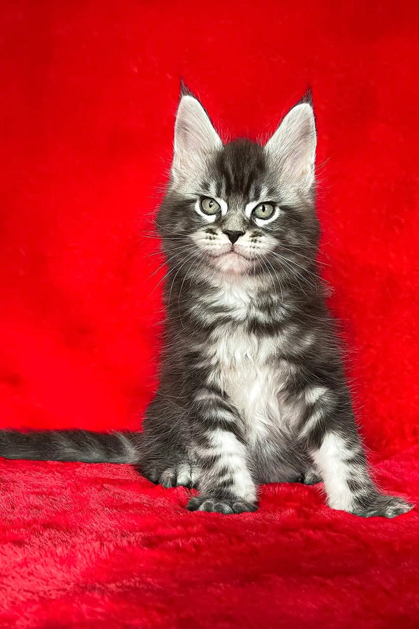Gray and white Maine Coon kitten named Darwin, playful and adorable