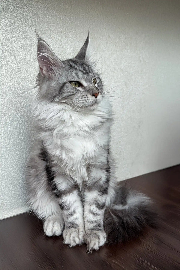 Dasha | maine coon kitten