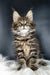 Fluffy brown tabby Maine Coon kitten Dasha with green eyes and cute ears