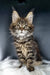 Fluffy brown tabby Maine Coon kitten Dasha with green eyes and pointed ears