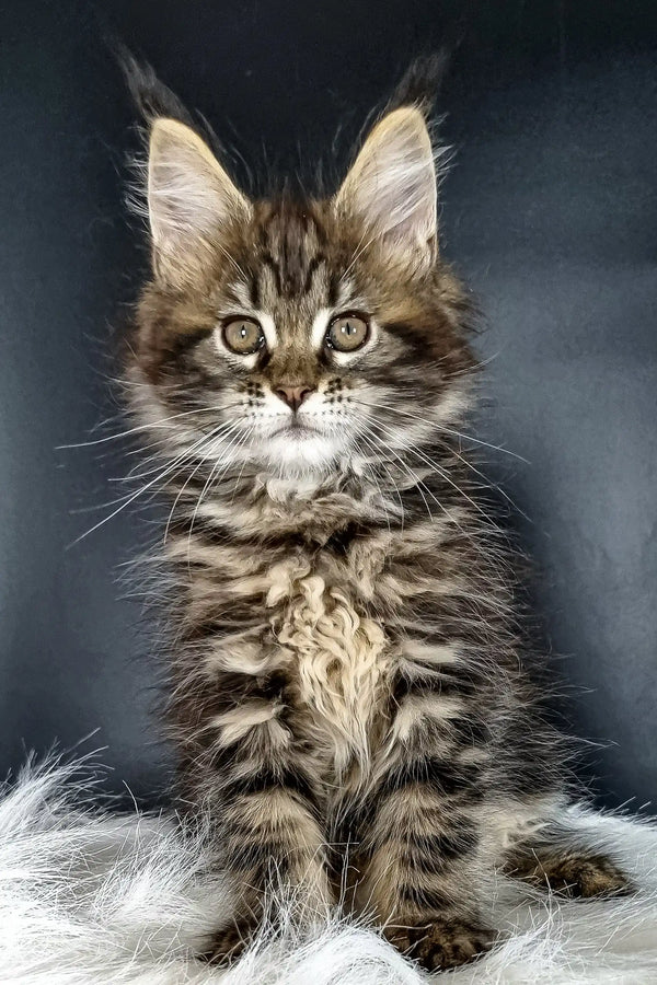 Fluffy brown tabby Maine Coon kitten Dasha with green eyes and pointed ears