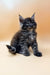 Fluffy gray Dasha Maine Coon kitten with alert ears and bright eyes