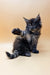 Fluffy gray Maine Coon kitten Dasha with raised paw, adorable and playful