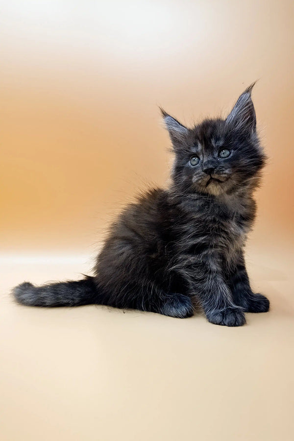 Fluffy black Maine Coon kitten Dasha with stunning blue eyes ready for a new home