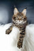 Adorable Striped Maine Coon kitten Dasha with fluffy fur and pointed ears