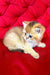 Dastin | british shorthair kitten