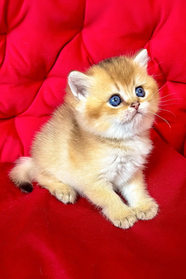 Dastin | british shorthair kitten