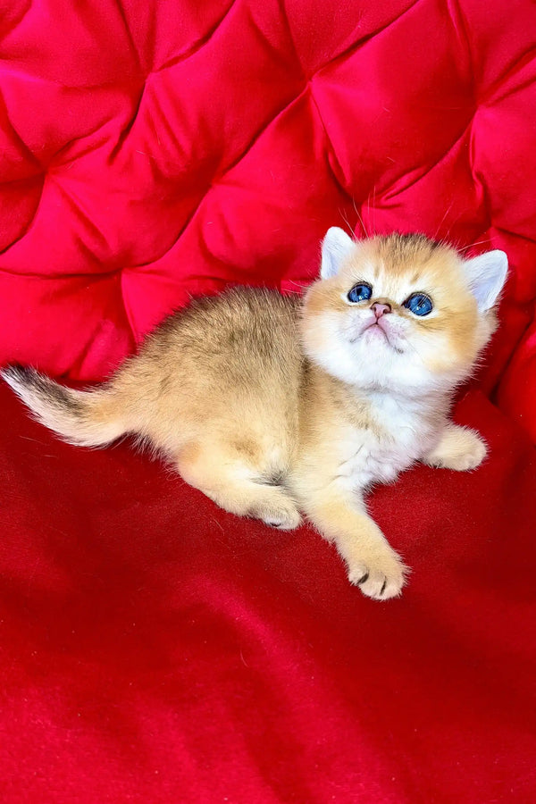 Dastin | british shorthair kitten