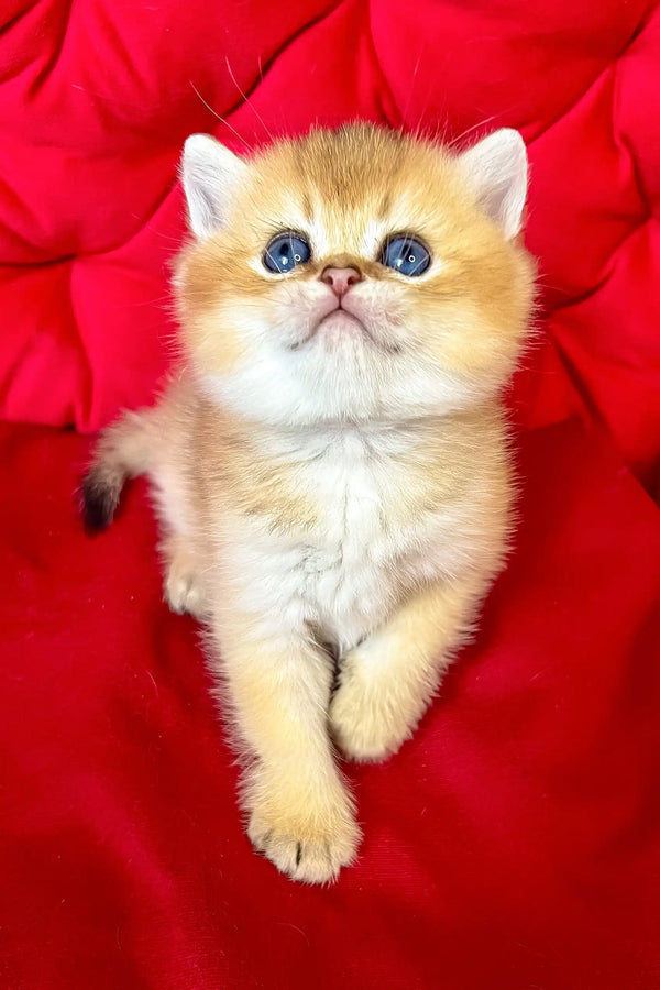 Dastin | british shorthair kitten