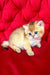 Dastin | british shorthair kitten