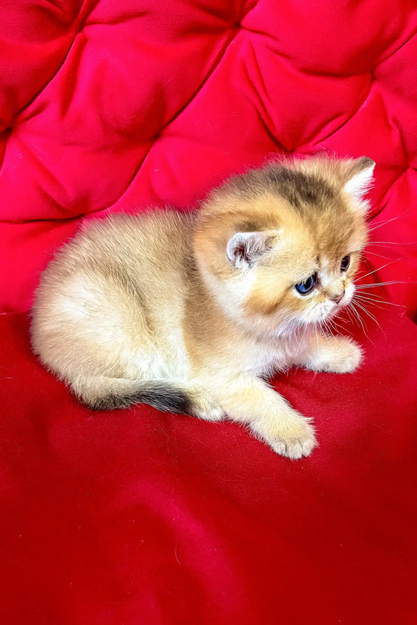 Dastin | british shorthair kitten