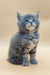 Fluffy gray Maine Coon kitten with blue eyes and white chest patch, perfect for cuddles