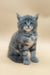 Fluffy gray and white Maine Coon kitten Dasty with bright blue eyes