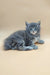 Gray and blue fluffy Maine Coon kitten named Dasty lounging cutely