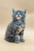 Adorable gray fluffy Maine Coon kitten sitting upright with a cute upward tilt