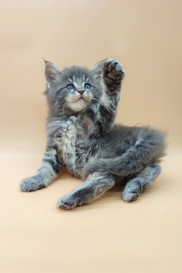 Gray fluffy Maine Coon kitten Dasty playfully raising its paw for attention