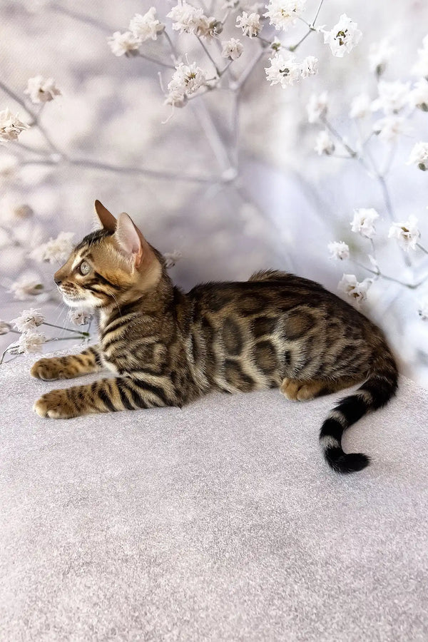 Dave | bengal kitten