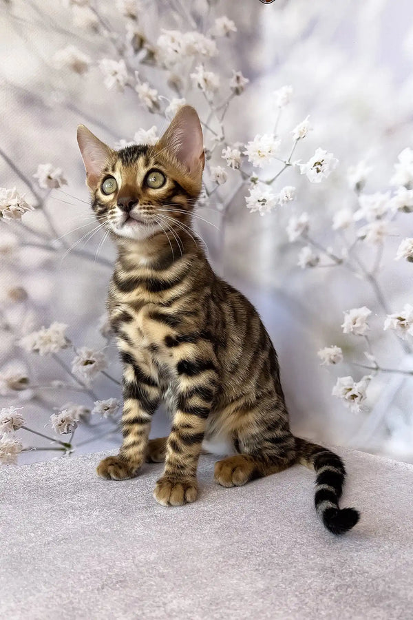 Dave | bengal kitten