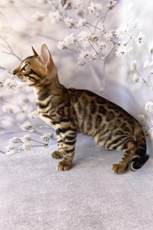 Dave | bengal kitten