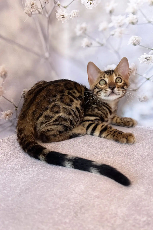 Dave | bengal kitten