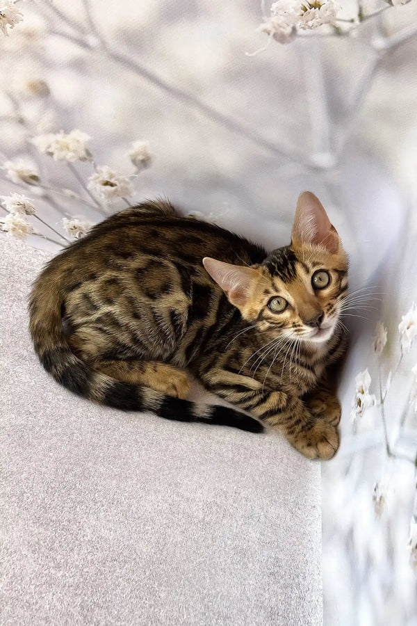 Dave | bengal kitten