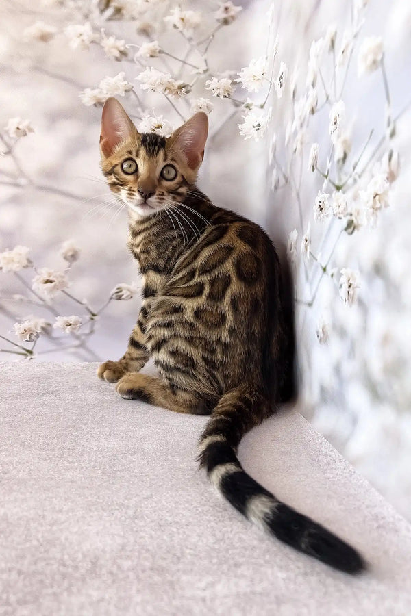 Dave | bengal kitten