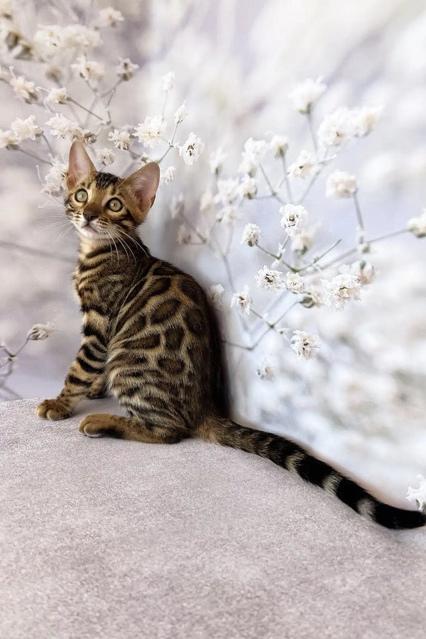 Dave | bengal kitten