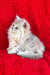 David | british longhair kitten