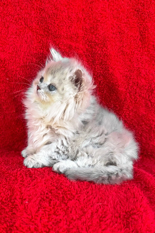 David | british longhair kitten