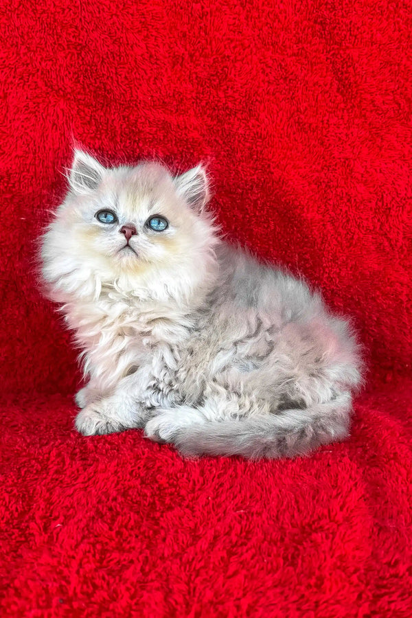 David | british longhair kitten