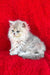 David | british longhair kitten