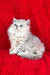 David | british longhair kitten