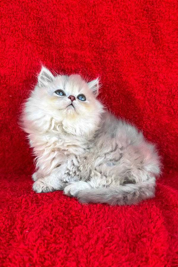 David | british longhair kitten
