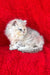 David | british longhair kitten