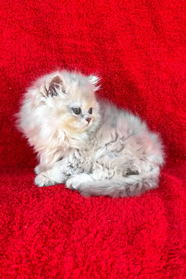 David | british longhair kitten