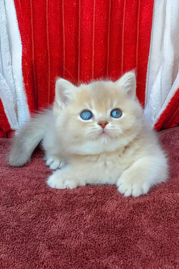 David | british shorthair kitten