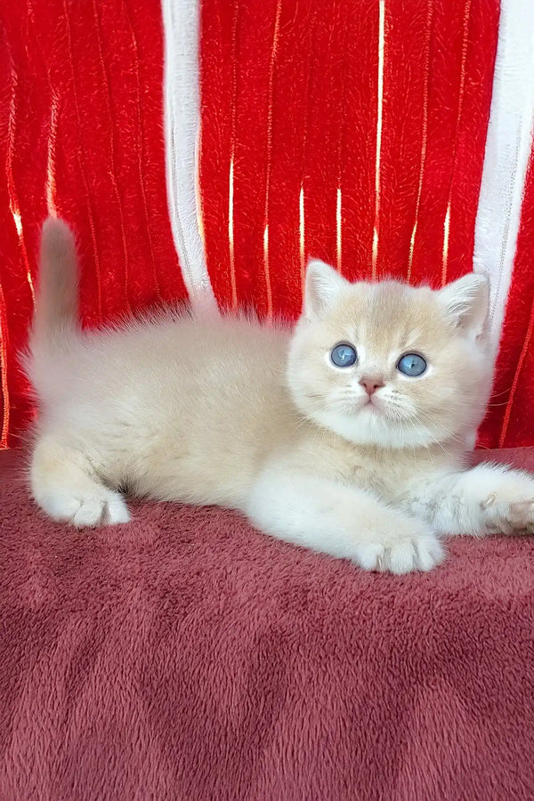 David | british shorthair kitten