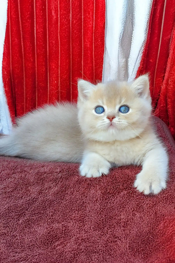 David | british shorthair kitten