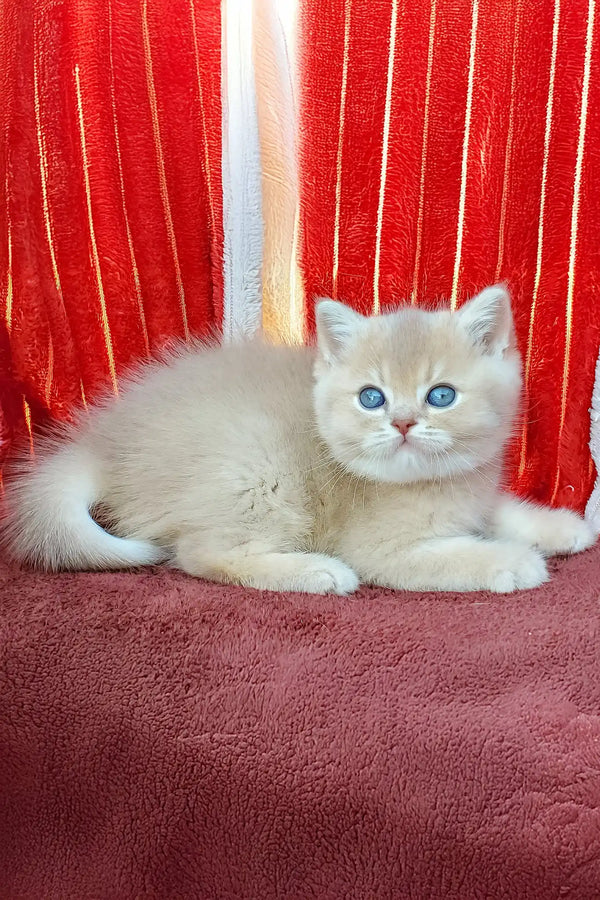 David | british shorthair kitten